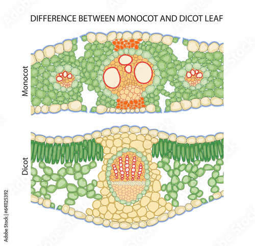 Difference between dicot and monocot leaf