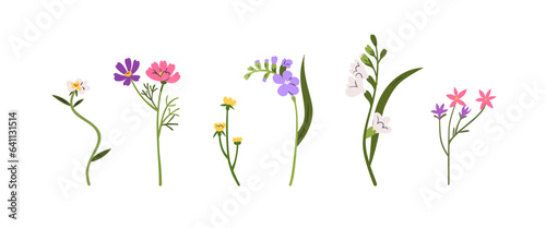 Delicate flower stems set. Blossomed plants, wildflower branches with gentle buds, leaf. Field, meadow blooms. Botanical decorations. Flat graphic vector illustrations isolated on white background