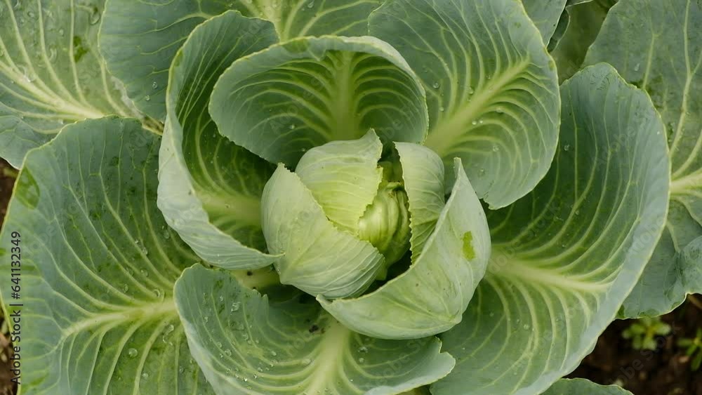 The cabbage crop ripened in autumn. Ripening late varieties of cabbage. Growing organic vegetables. The cabbage crop ripened in autumn. Ripening late varieties of cabbage. Growing organic vegetables.