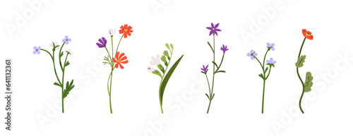 Field flowers stems, blooms set. Delicate gentle spring, summer plants. Wildflowers decoration, meadow floral botanical elements. Flat graphic vector illustrations isolated on white background