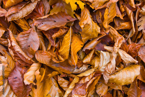 closeup heap of red dry autumn leaves, beautiful natural seasonal background