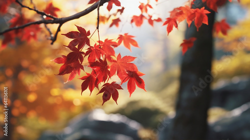                          Maple autumn leaves 