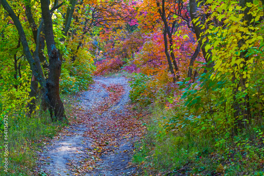 ground road through the autumn forest