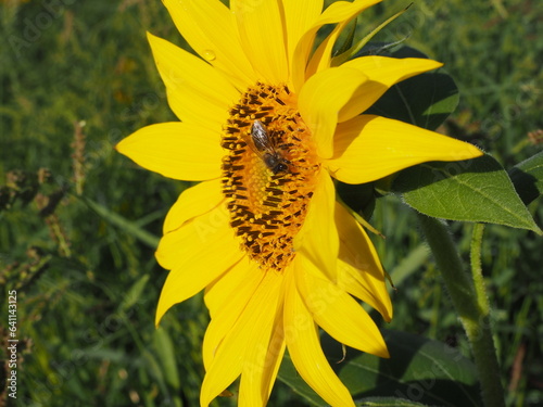 girasol dorado brillante con abejas, polinización