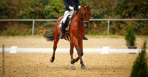 Dressage horse with rider entering the test at a trot.