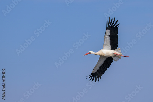 A White Stork in flight blue sky