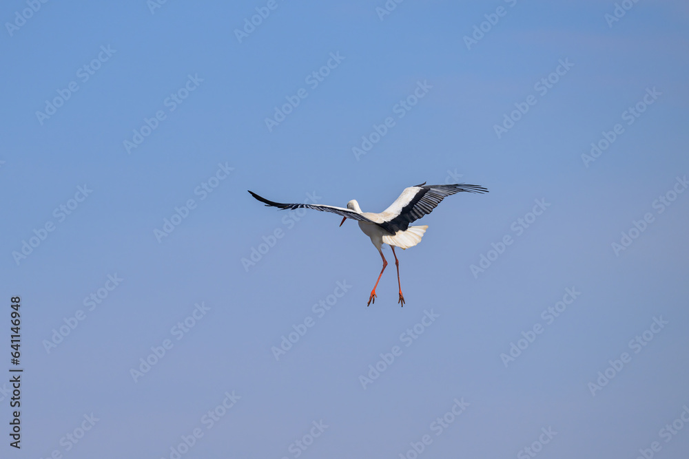 Fototapeta premium A White Stork in flight blue sky