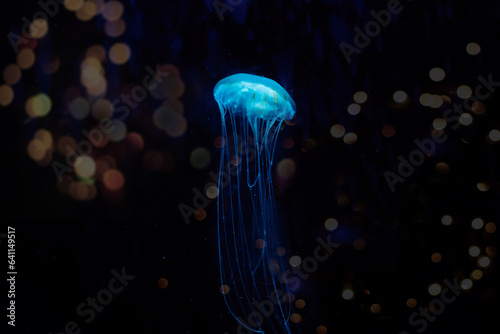 Colorful jelly fish showing wild life dance swimming in ocean with black background.  © APchanel
