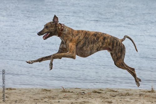 active greyhounds outdoor during the coursing sport competitions
