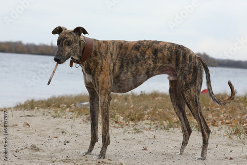 Cute greyhound dog outdoor. Greyhound in nature background