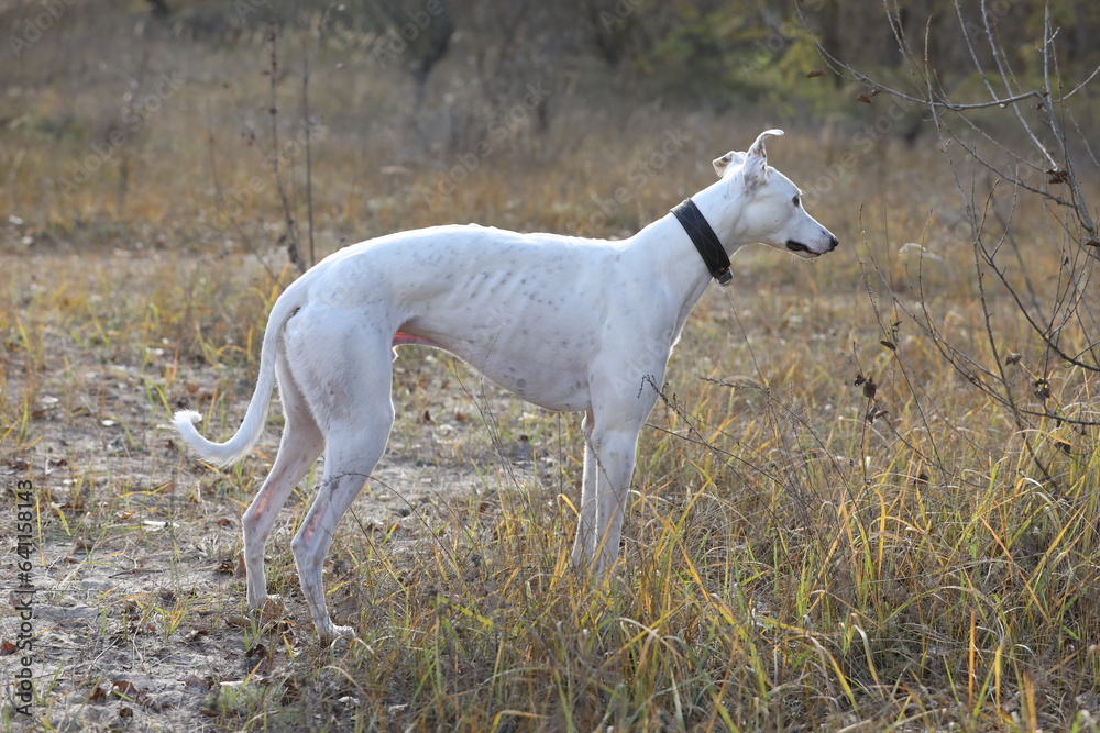 Cute greyhound dog outdoor. Greyhound in nature background