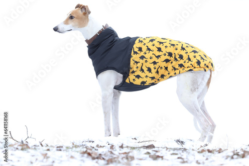 Cute greyhound dog outdoor in dog coat. Greyhound in nature background