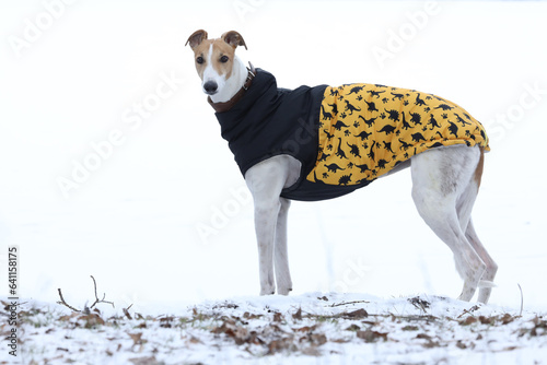 Cute greyhound dog outdoor in dog coat. Greyhound in nature background