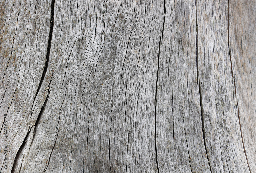 grey weathered tree trunk structure wood detail grey weathered tree trunk structure wood detail