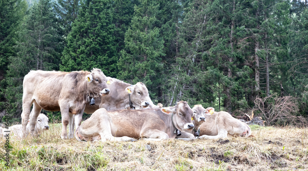 Fototapeta premium Domestic cattle (Braunvieh Cattle) in the Dolomites