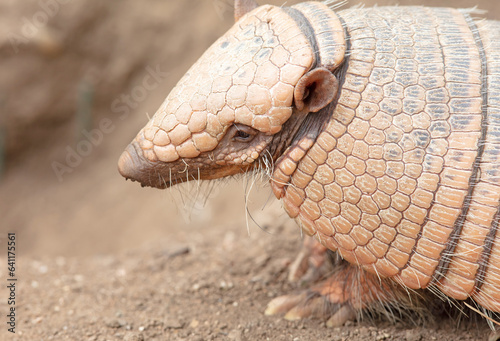 Six-Banded Armadillo (Euphractus Sexcinctus), selective focus photo