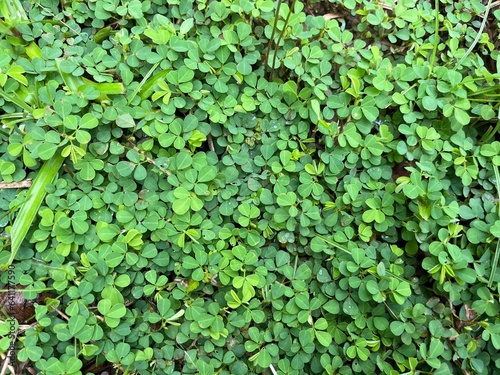 green ivy wall