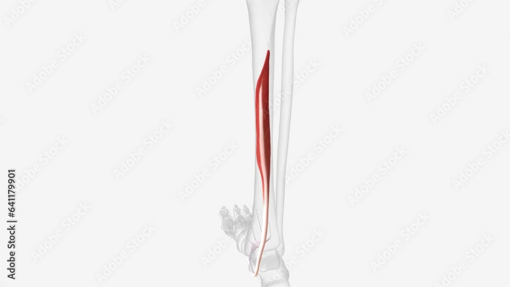 The flexor digitorum longus (FDL) is part of the deep muscle group of ...