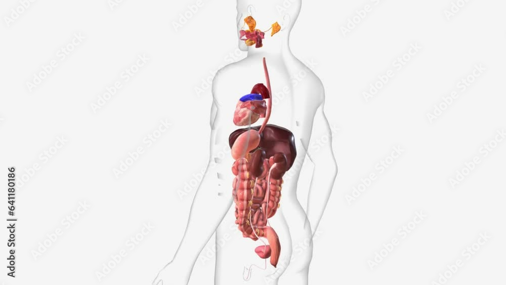 Digestive and Urinary System 3d
