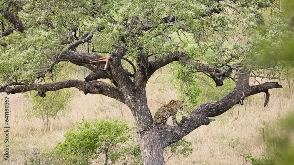 Leopard resting in a tree watching for his prey in Kruger National park, South Africa ; Specie Panthera pardus family of Felidae Leopard resting in a tree watching for his prey in Kruger National park, South Africa ; Specie Panthera pardus family of Felidae