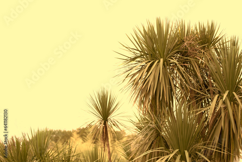 Tropical palm leaves in beige dusty toning. Exotic floral background.