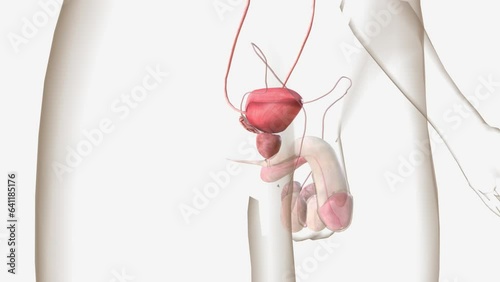The male reproductive system includes the penis, scrotum, testes, epididymis, vas deferens, prostate, and seminal vesicles