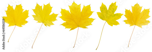 Yellow autumn maple leaves on white isolated background. Design element. Colecation set