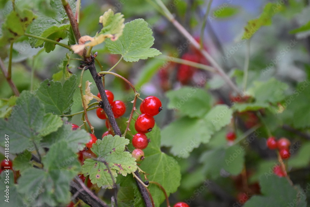 A Glimpse of Red Currants Amidst Lush Green Leaves A Glimpse of Red Currants Amidst Lush Green Leaves