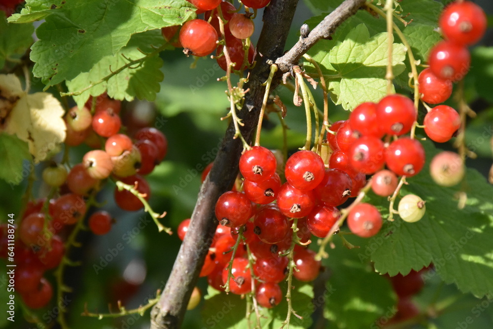 A Glimpse of Red Currants Amidst Lush Green Leaves A Glimpse of Red Currants Amidst Lush Green Leaves
