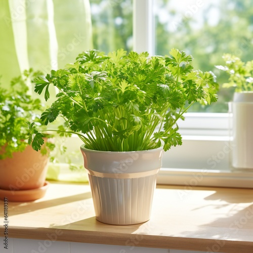 Selective Focus Growing herbs on the windowsill. Young sprouts of parsley in a pot on a white windowsill. At home on sunlight