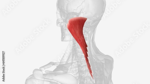 The splenius capitis is a deep muscle of the neck