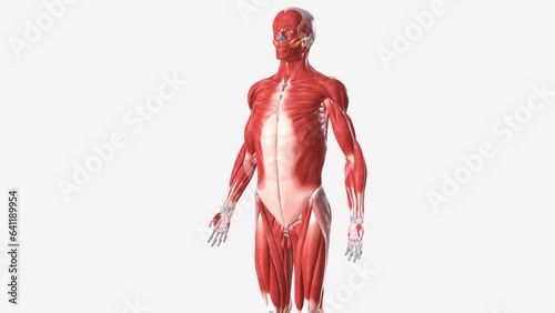 The muscular system is composed of specialized cells called muscle fibers