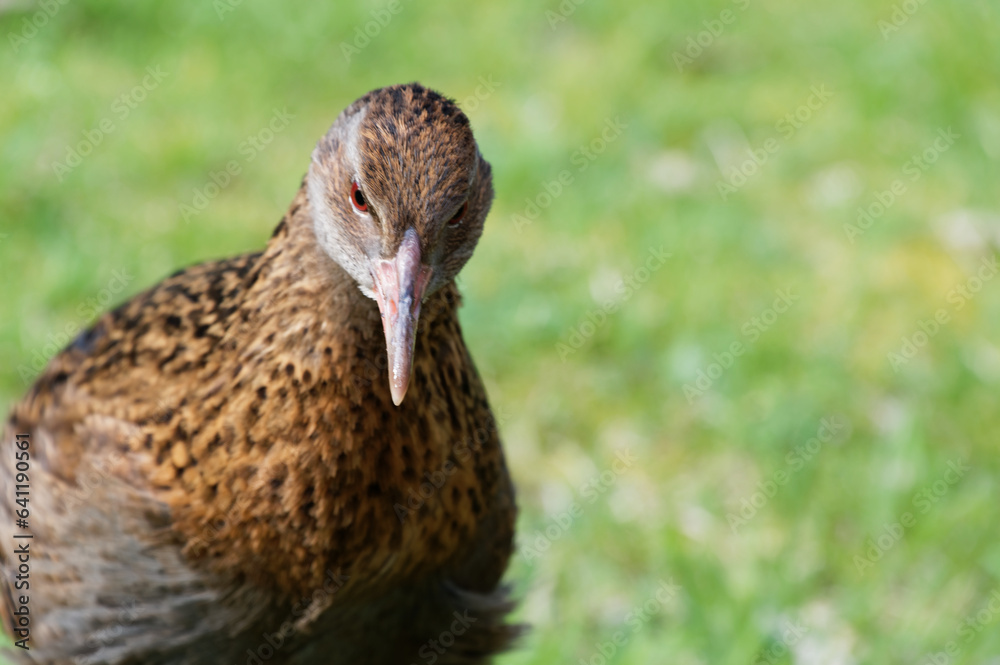 A weka looking head on to the camera A weka looking head on to the camera