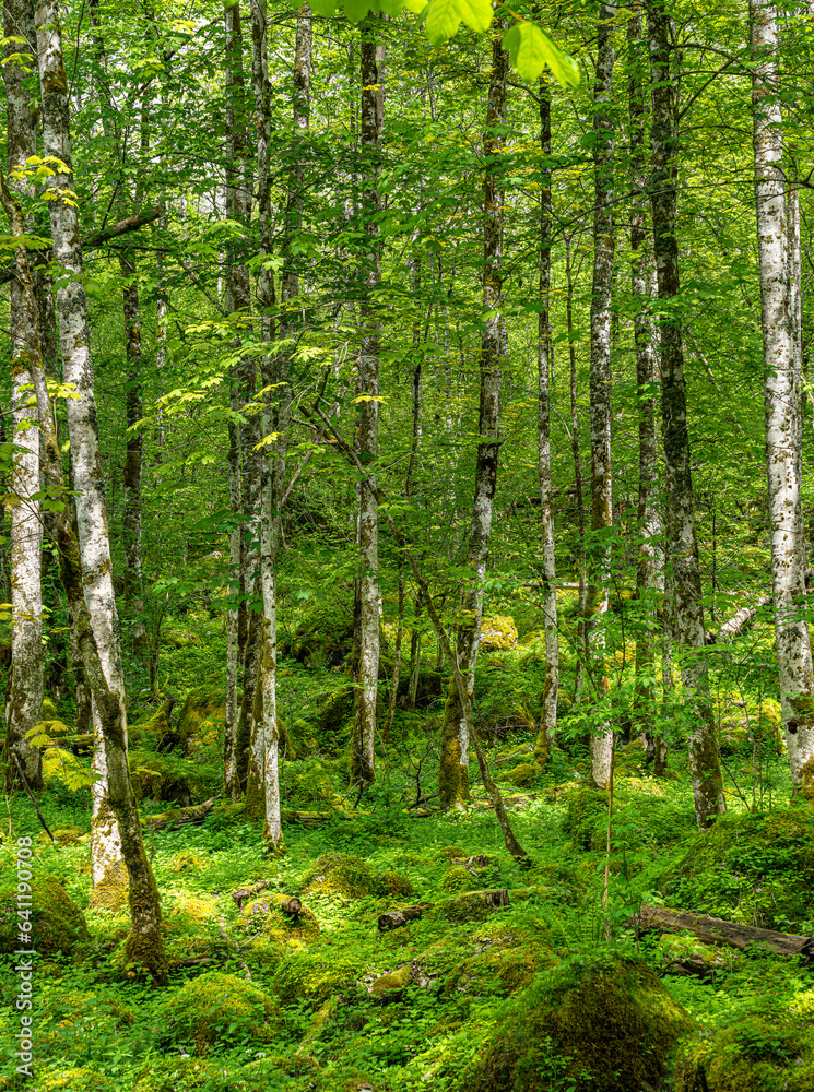 Landschaft und Naturschutzgebiete rund um den Obersee, Nationalpark Berchtesgaden, Bayern, Deutschland Landschaft und Naturschutzgebiete rund um den Obersee, Nationalpark Berchtesgaden, Bayern, Deutschland