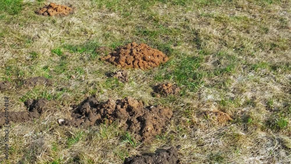 A lot of molehills in the field. Mole hole. Lawn damage. Wormhole on green grass meadow. Spring garden. Countryside problem with moles. Close-up. Side view. Ground burrow. Rodents control. Mole traps. A lot of molehills in the field. Mole hole. Lawn damage. Wormhole on green grass meadow. Spring garden. Countryside problem with moles. Close-up. Side view. Ground burrow. Rodents control. Mole traps.