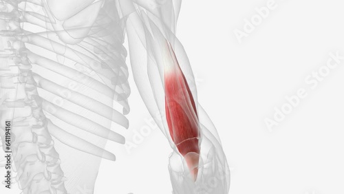The brachialis (brachialis anticus), also known as the Teichmann muscle, is a muscle in the upper arm that flexes the elbow photo