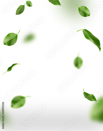 Banner with floating green leaves on a white background with space for copy. Beautiful summer background, tropical fruit leaves floating in the air, space for text and advertising