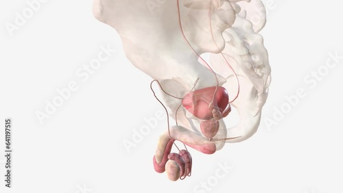 The male pelvic floor muscles support the bladder and bowel and affect sexual function