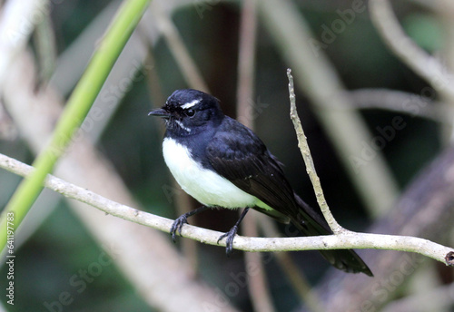 Photos Willie wagtail bird sitting on a tree branch