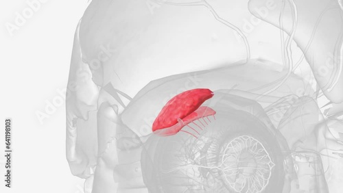 The lacrimal gland (tear gland) is an exocrine gland located above the eyeball, in the anterior part of the upper outer aspect of each orbit .