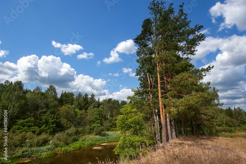 Landscape with pine trees on the banks of the river on a summer day. Udmurtia photo