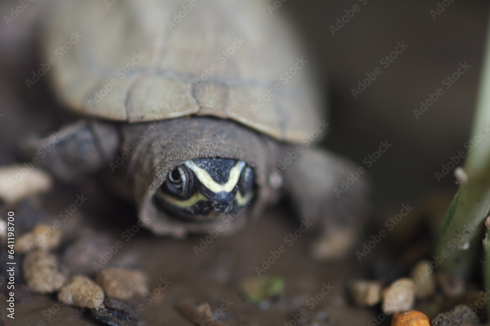 Close up is baby freshwater turtle at Thailand Close up is baby freshwater turtle at Thailand