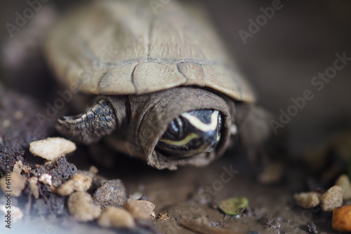 Close up is baby freshwater turtle at Thailand