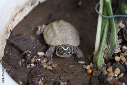 Close up is baby freshwater turtle at Thailand photo