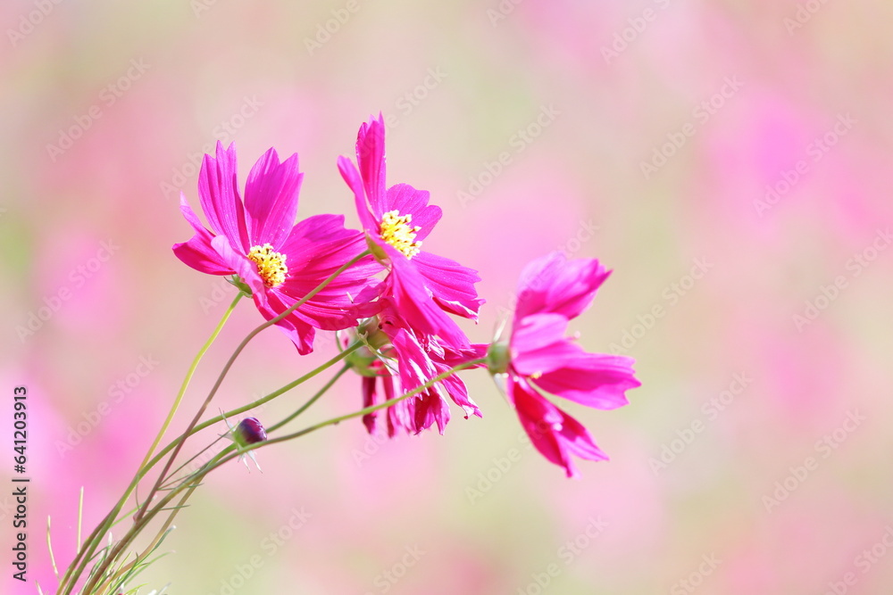 可憐なコスモスの花 可憐なコスモスの花