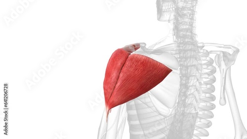 deltoid muscles are in your shoulder, which is the ball-and-socket joint that connects your arm to the trunk of your body