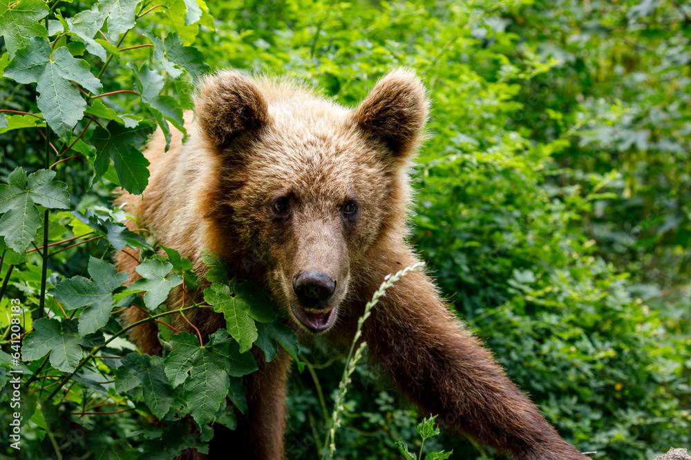Fototapeta premium European Brown Bear in the Carpathians of Romania