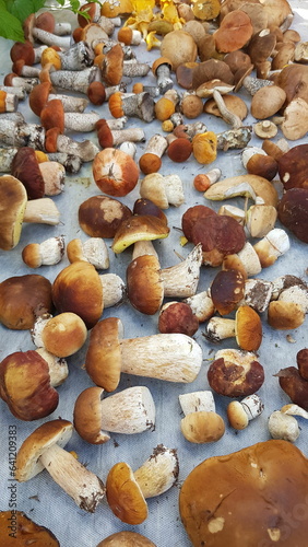 Boletus mushroom background, organic food