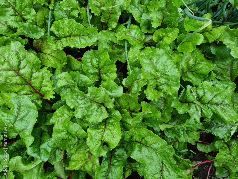 Serene Green Leaves as a Captivating Background Serene Green Leaves as a Captivating Background
