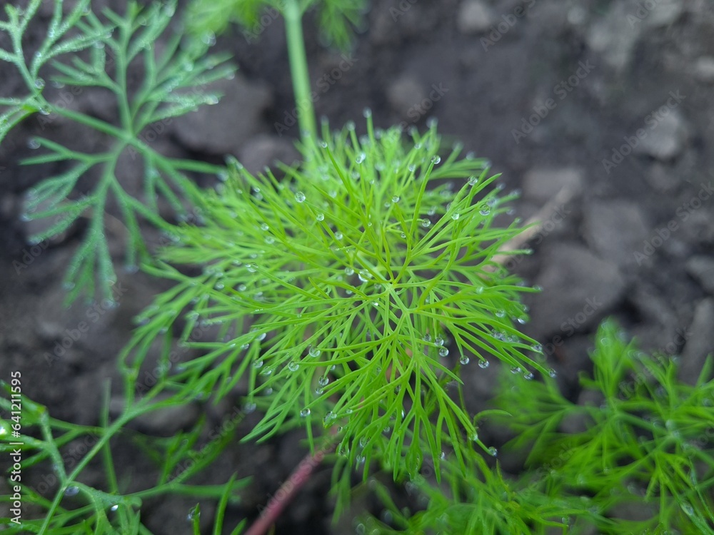 A Captivating Close-Up of Fresh Green Dill A Captivating Close-Up of Fresh Green Dill
